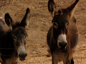 Cilento donkeys