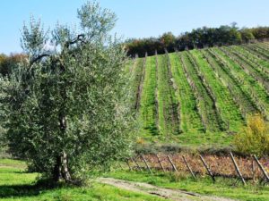 Chianti walking tour