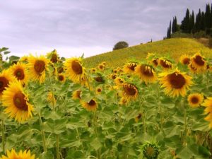 Tuscany